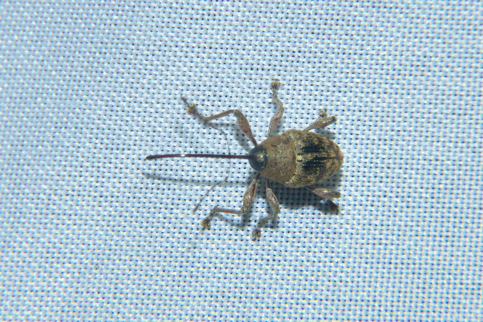 Curculio glandium - tölgymakkzsuzsóka