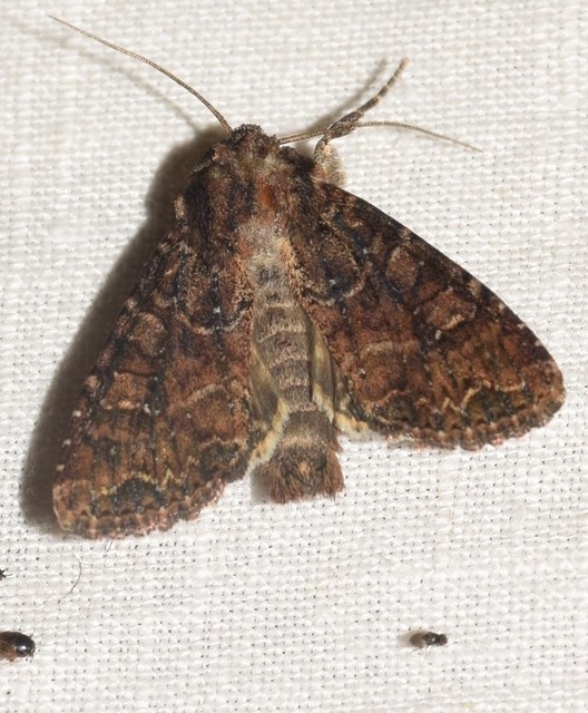 Apamea remissa - erdei dudvabagoly