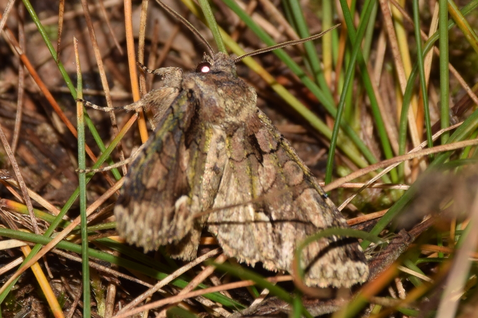 Allophyes oxyacanthae - galagonyabagoly