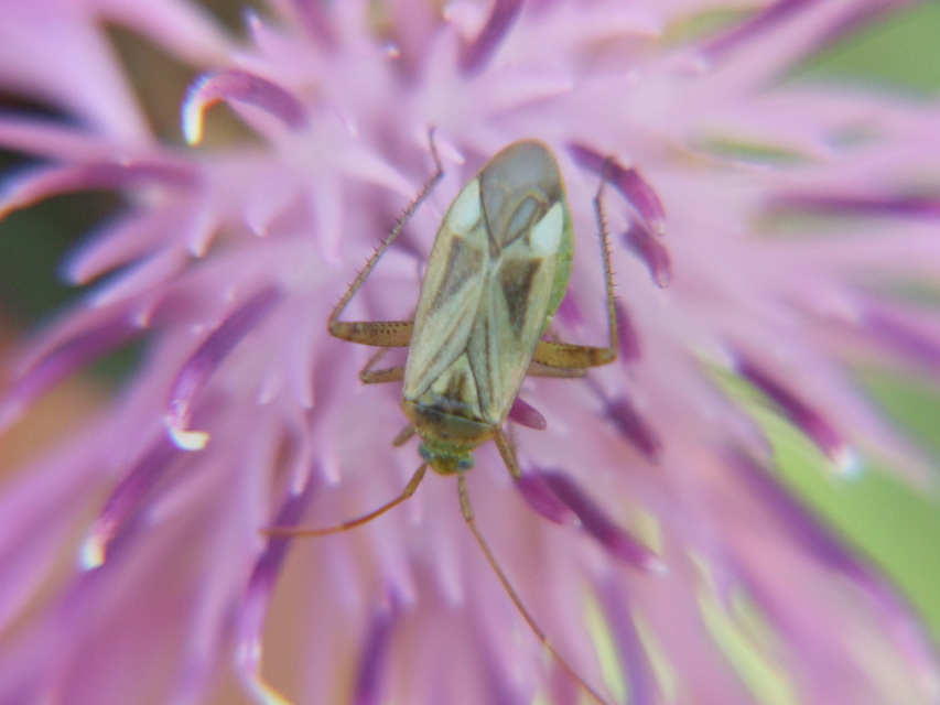 Adelphocoris lineolatus - lucernapoloska