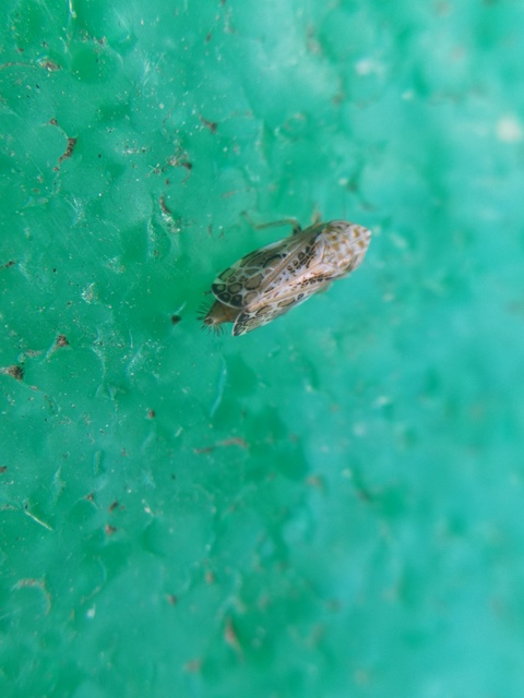 Errastunus ocellaris