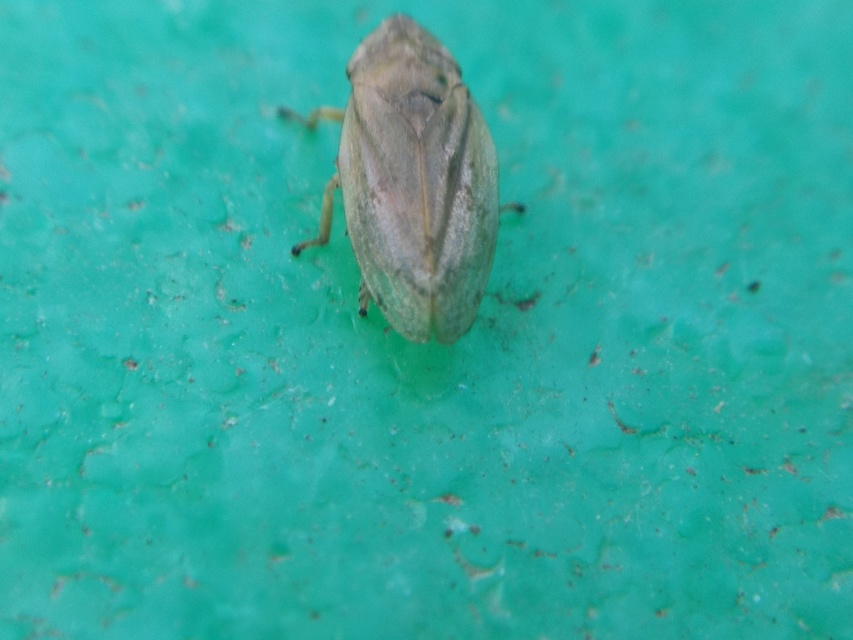 Aphrophoridae