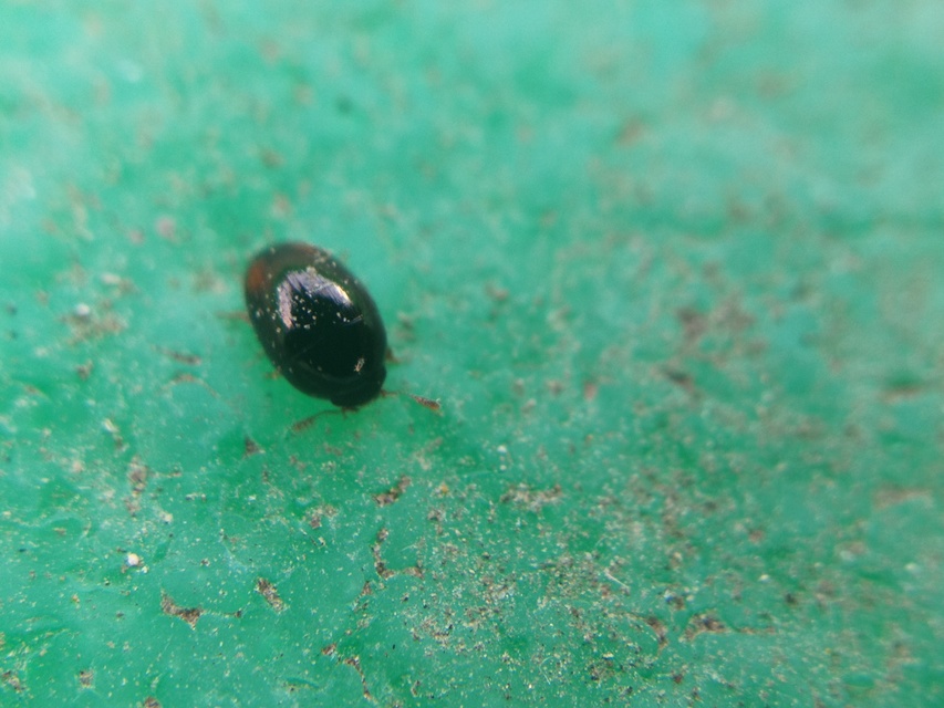 Phalacridae - kalászbogárfélék Phalacridae - kalászbogárfélék