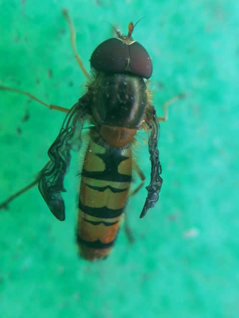 Episyrphus balteatus - ékfoltos zengőlégy