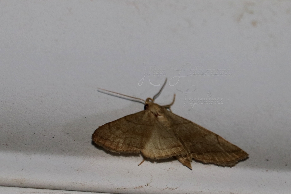 Herminia tarsicrinalis - szőröslábú karcsúbagoly