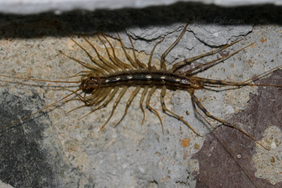 Scutigera coleoptrata - légyölő pókszázlábú