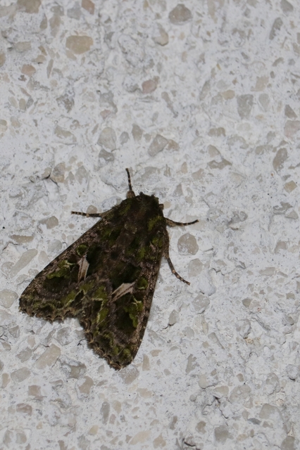 Trachea atriplicis - nyári zöldbagoly