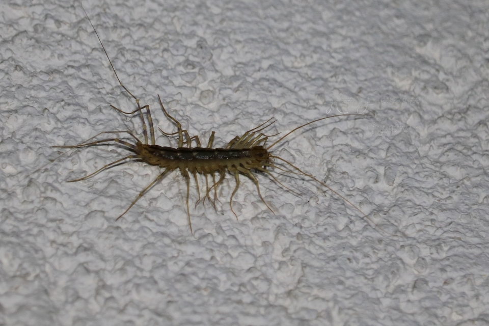 Scutigera coleoptrata - légyölő pókszázlábú