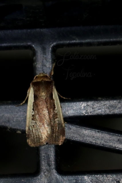 Ochropleura plecta - fehérszegélyű fűbagoly
