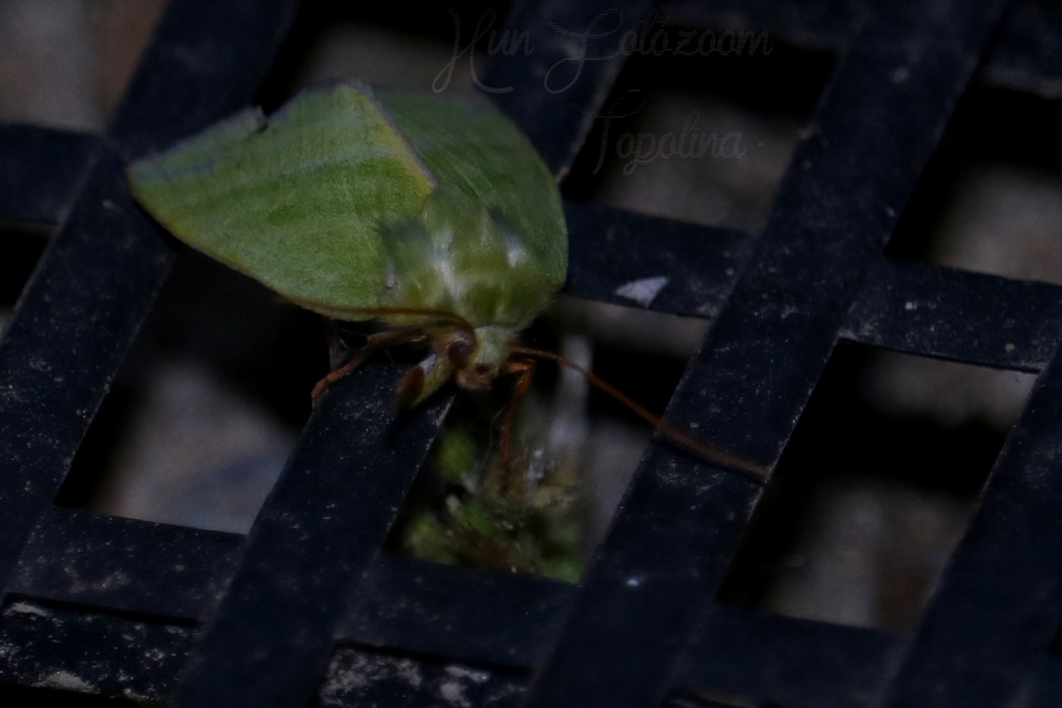 Pseudoips prasinana - bükkfa-zöldbagoly