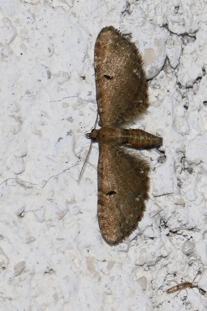 Eupithecia absinthiata - üröm-törpearaszoló