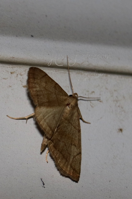 Herminia tarsicrinalis - szőröslábú karcsúbagoly