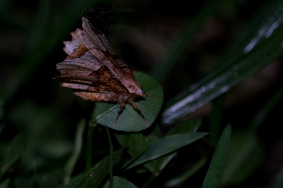 Selenia lunularia - egyfoltos holdasaraszoló