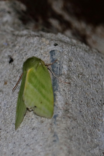 Pseudoips prasinana - bükkfa-zöldbagoly