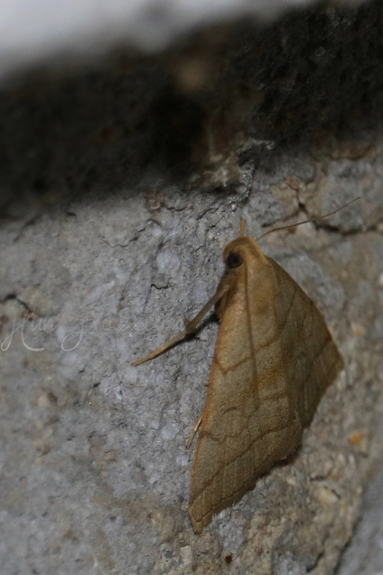 Herminia tarsicrinalis - szőröslábú karcsúbagoly