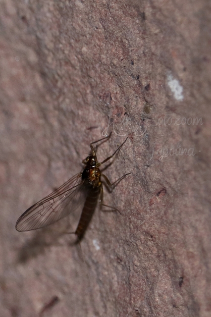Ephemeroptera - Kérészek