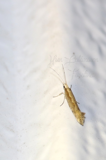 Plutella xylostella - káposztamoly