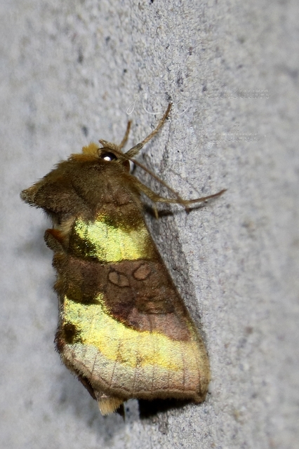 Diachrysia chrysitis - aranybagoly