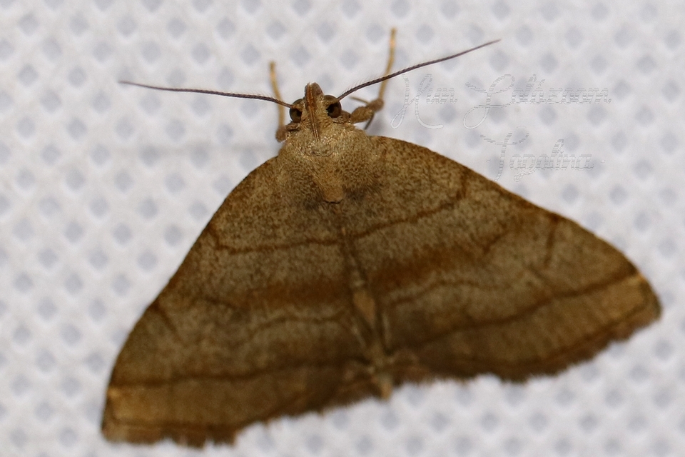Herminia tarsicrinalis - szőröslábú karcsúbagoly