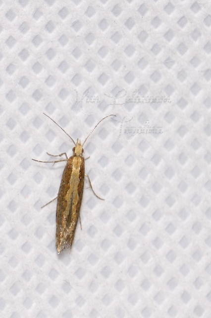 Plutella xylostella - káposztamoly