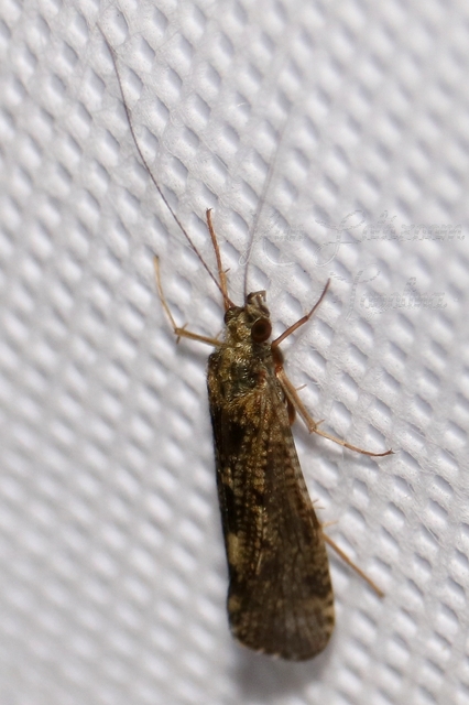 Trichoptera - Tegzesek