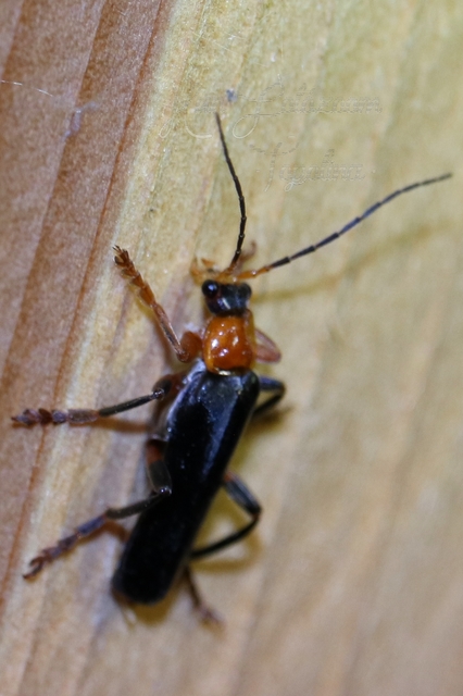 Cantharis livida - mezei lágybogár