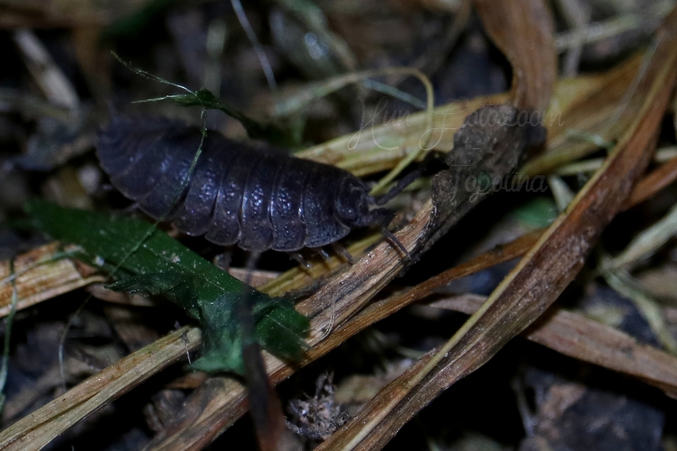 Porcellio scaber - érdes pinceászka