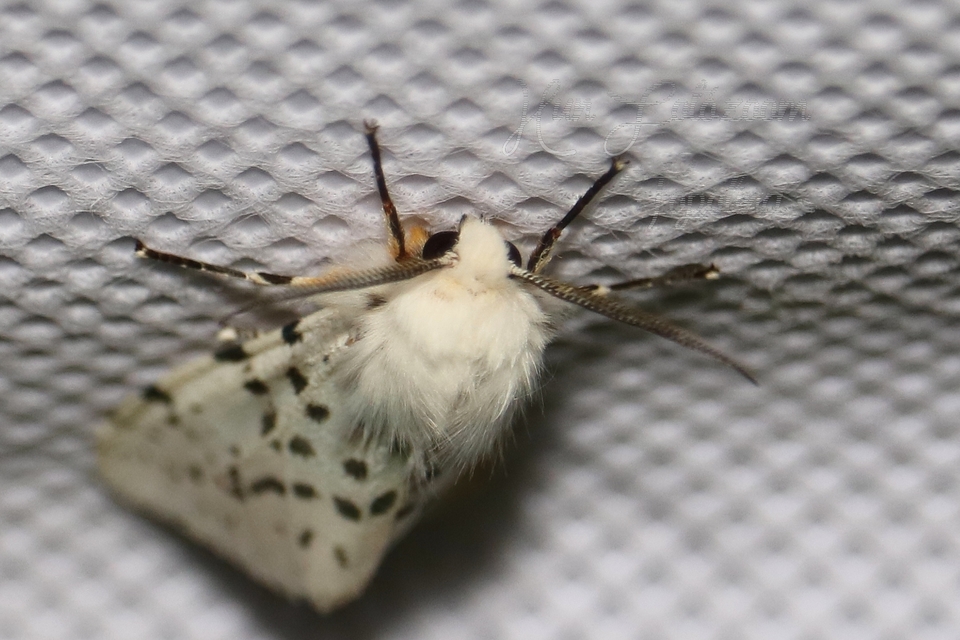 Hyphantria cunea - amerikai fehér medvelepke