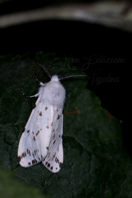 Hyphantria cunea - amerikai fehér medvelepke
