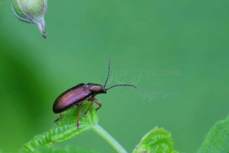Plateumaris