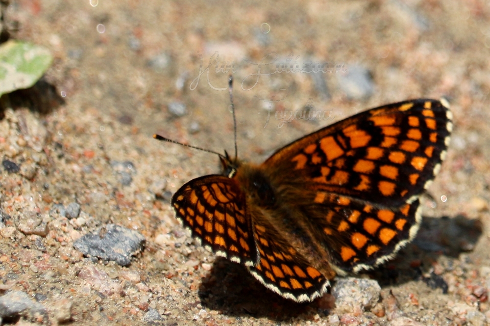 Melitaea athalia - közönséges tarkalepke