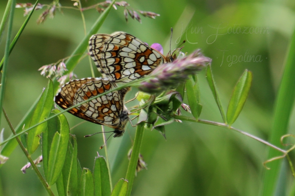 Melitaea athalia - közönséges tarkalepke