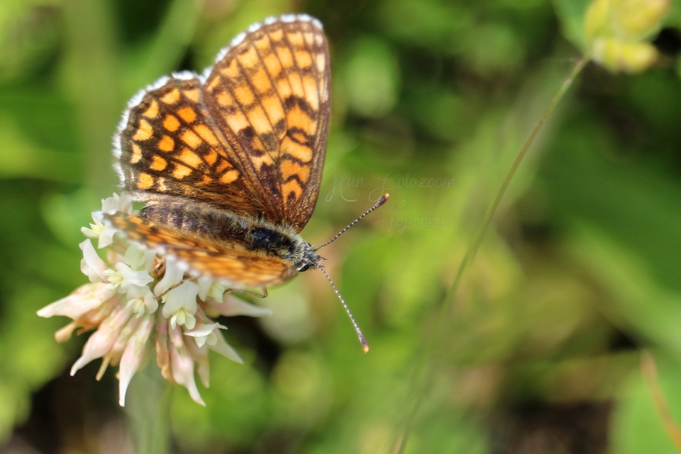 Melitaea athalia - közönséges tarkalepke