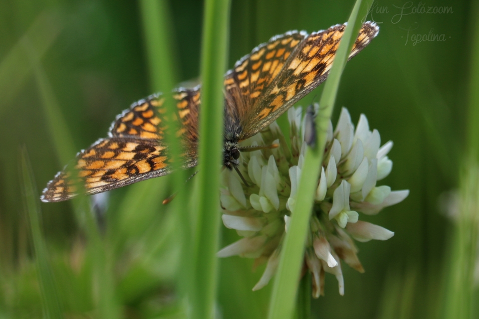 Melitaea athalia - közönséges tarkalepke
