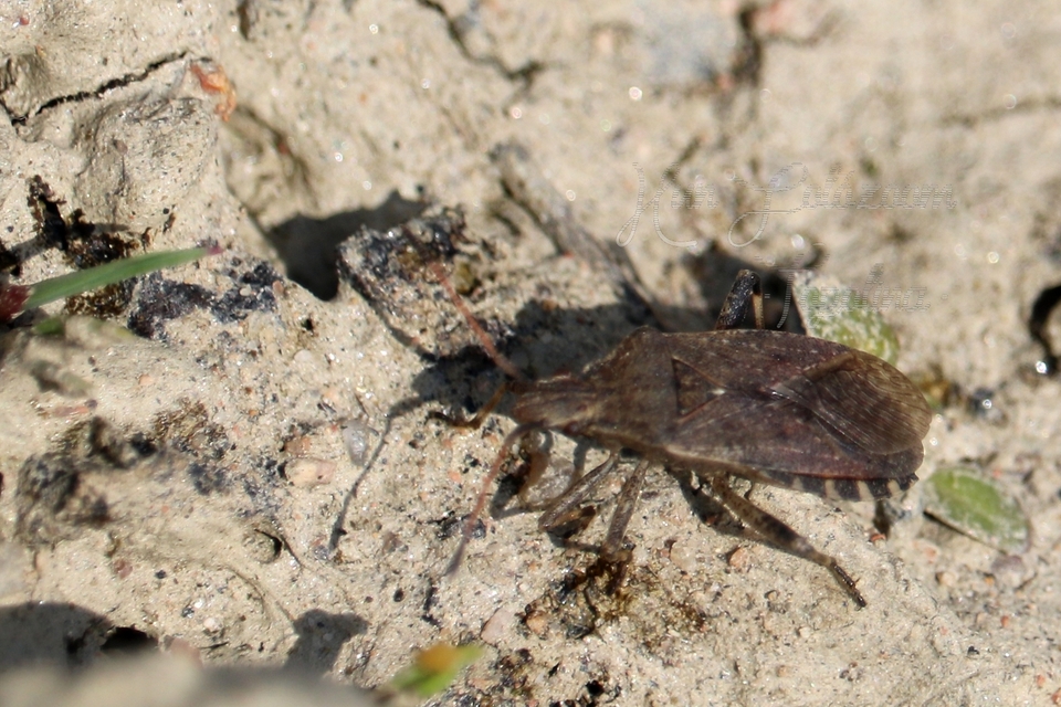 Ceraleptus gracilicornis - tüskéslábú karimáspoloska