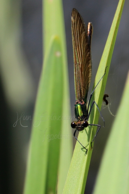 Calopteryx virgo - kisasszony-szitakötő