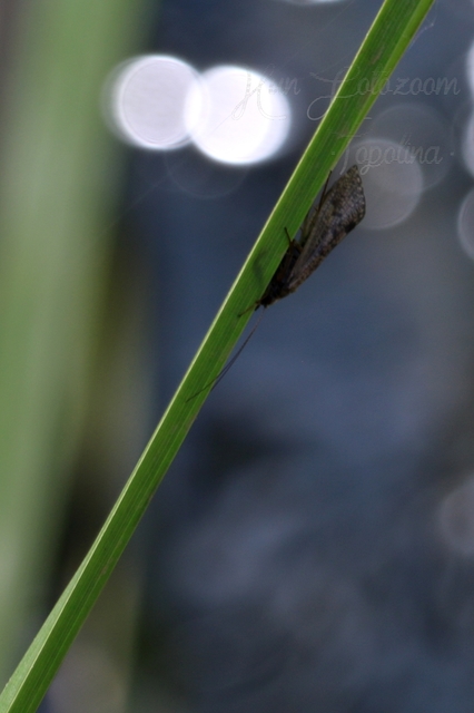 Trichoptera - Tegzesek