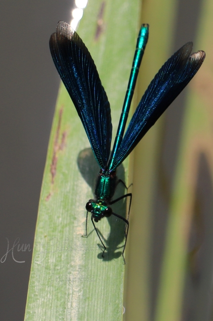 Calopteryx virgo - kisasszony-szitakötő