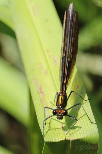 Calopteryx virgo - kisasszony-szitakötő