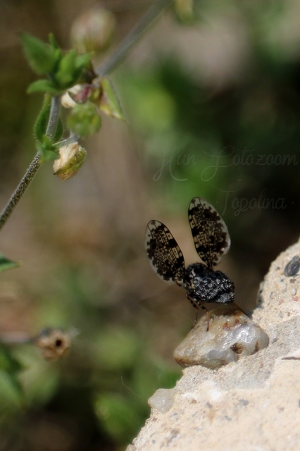 Callopistromyia annulipes - pávalégy