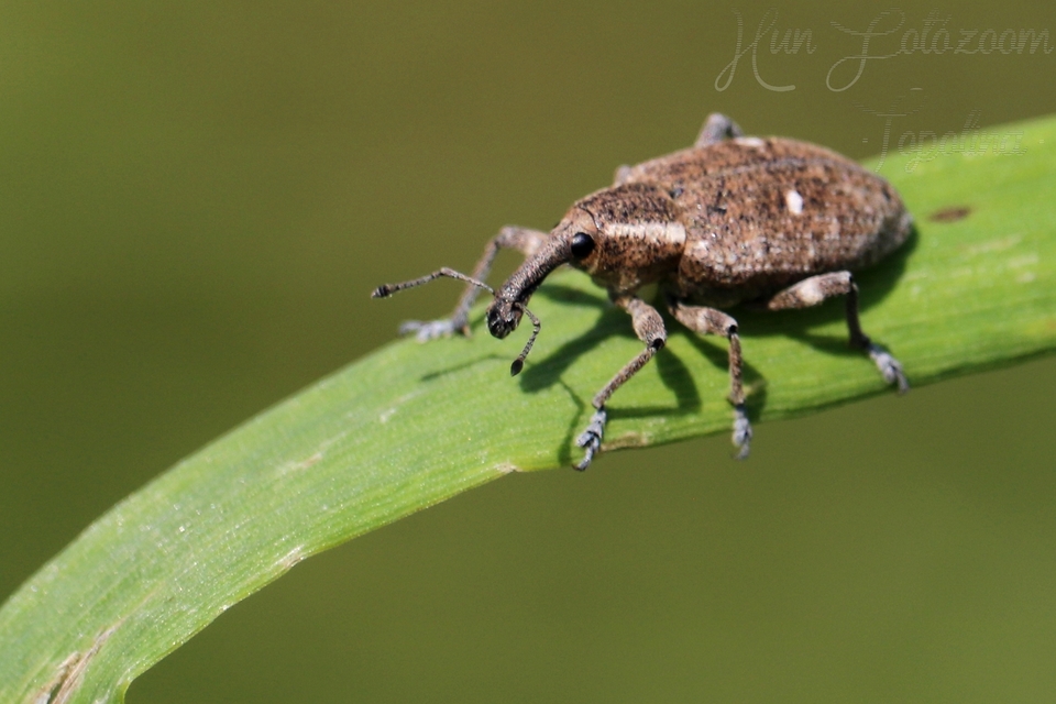 Lepyrus palustris - kétpettyes fűzormányos