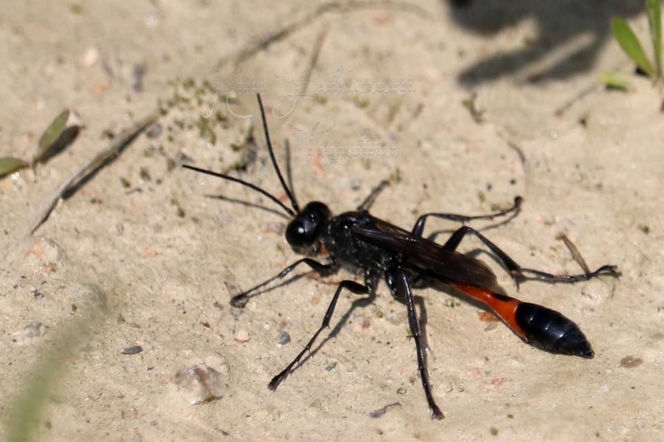 Ammophila