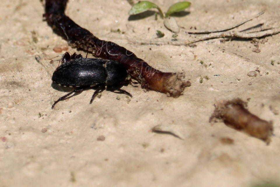 Dermestes laniarius - gyászos porva Dermestes laniarius - gyászos porva