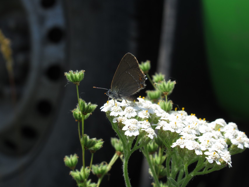 Satyrium acaciae - akác-csücsköslepke