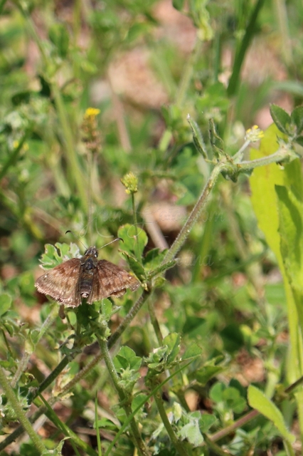 Erynnis tages - cigánylepke