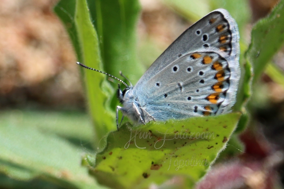 Plebejus argyrognomon - tintakék boglárka