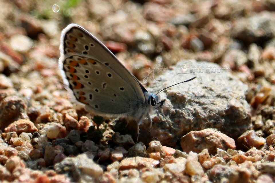 Plebejus argyrognomon - tintakék boglárka