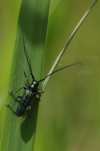 Agapanthia violacea - kék somkórócincér