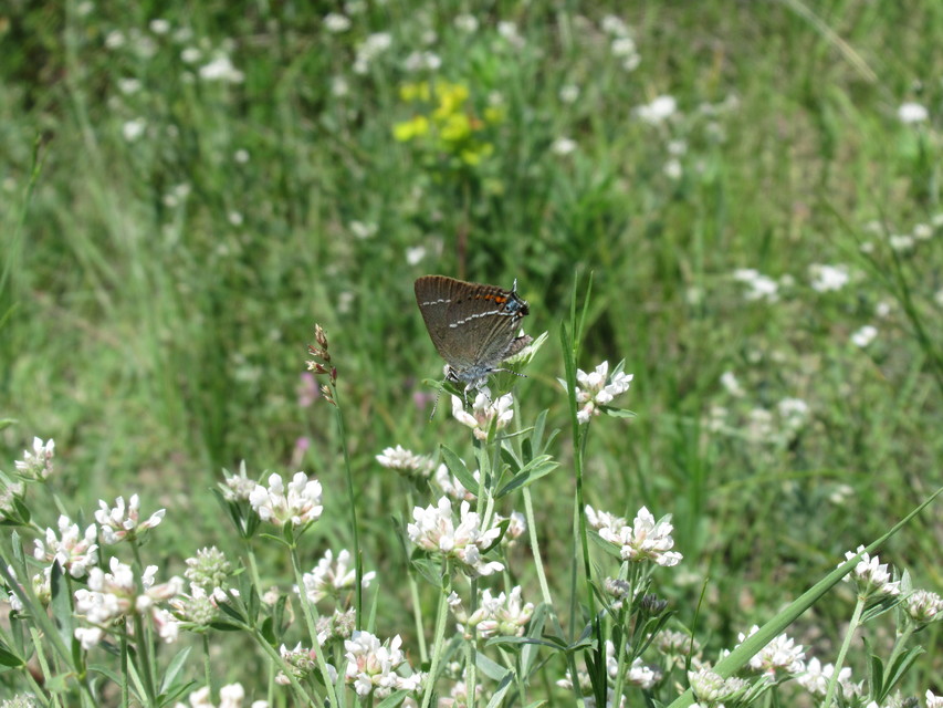 Satyrium spini - kökény-csücsköslepke