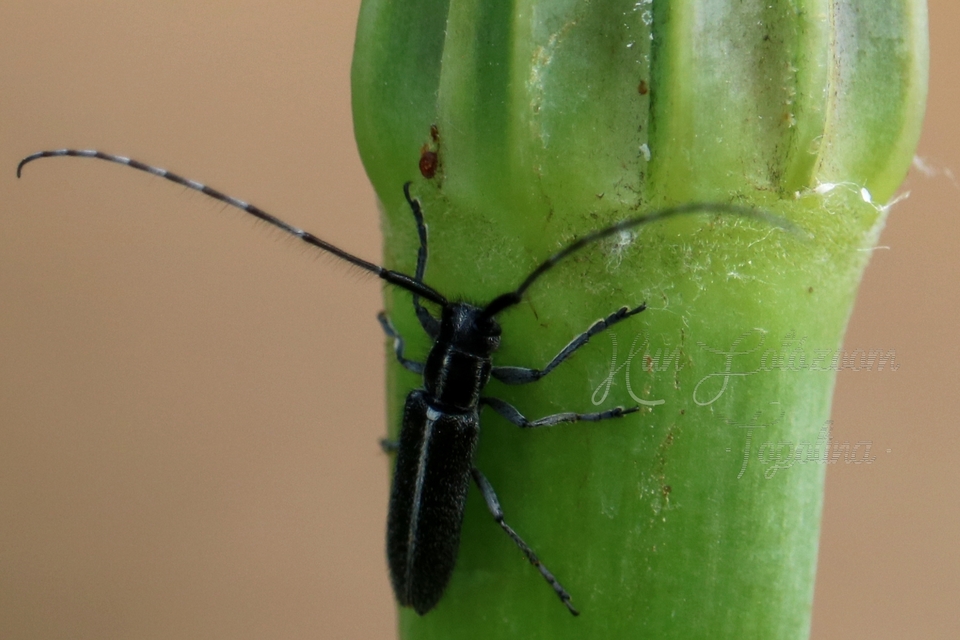 Agapanthia cardui - sávos bogáncscincér